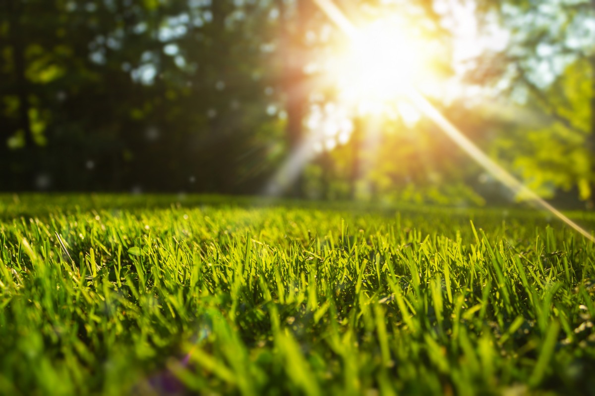 Bermuda Grass vs Zoysia: Which is Best for You?