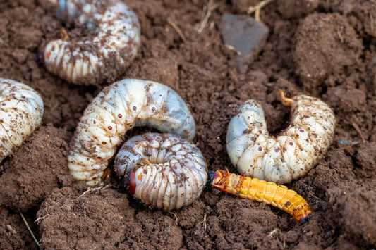 how soon after treating for grubs can you plant grass seed 1