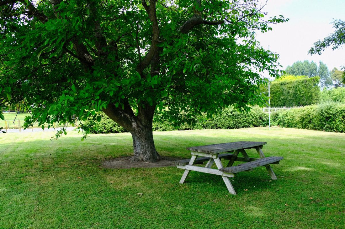 best time to plant bermuda grass seed in georgia