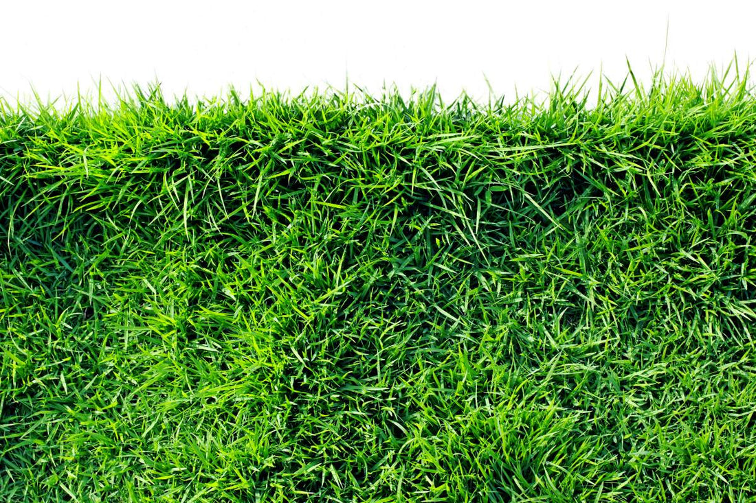 how does zoysia grass spread