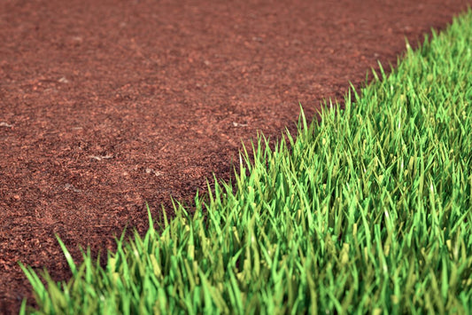 how to plant fescue grass