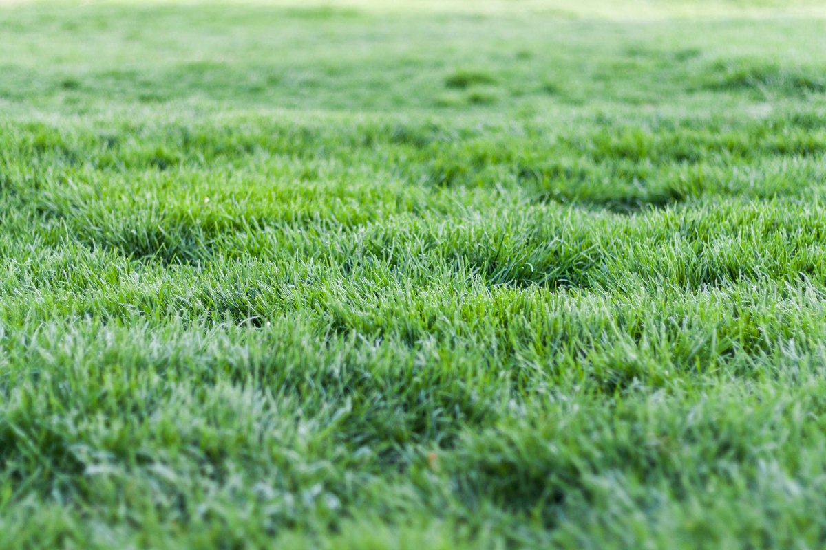what grass grows the fastest