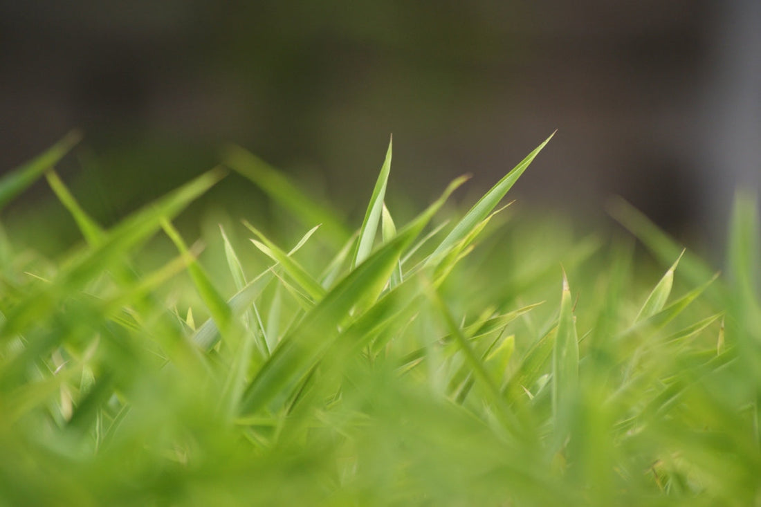 where does bermuda grass grow