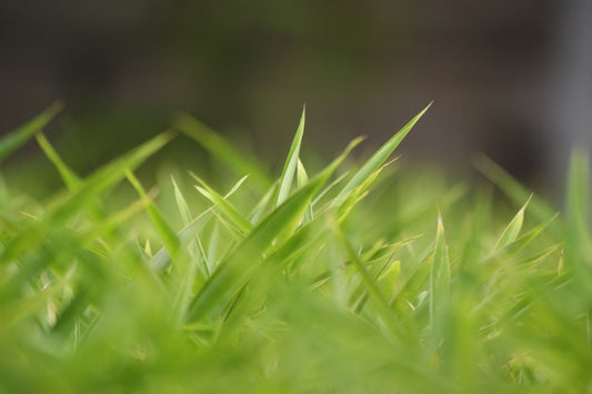 where does bermuda grass grow