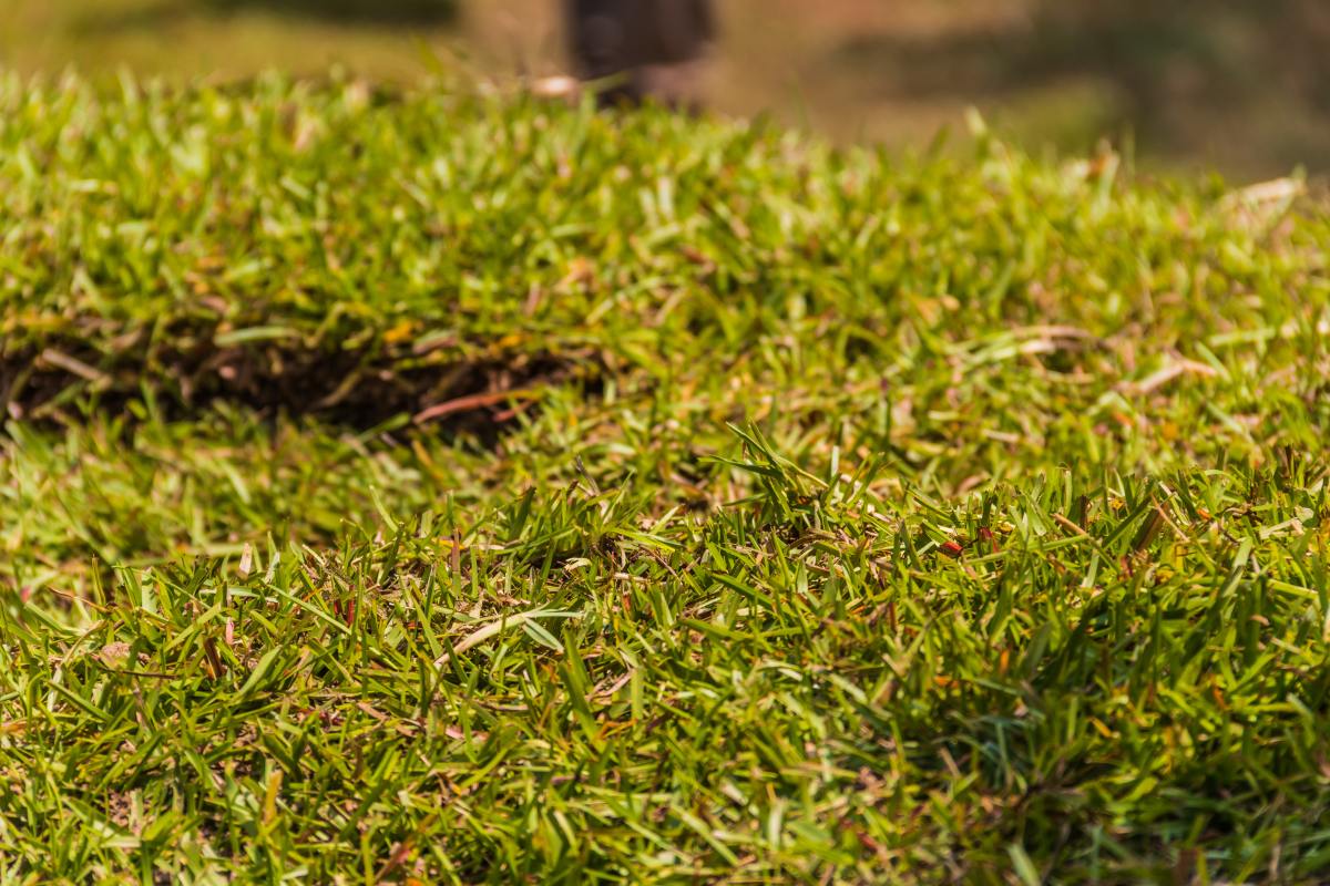 centipede grass vs st augustine