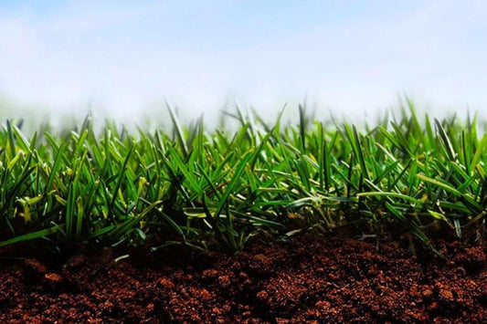 different types of fescue grass