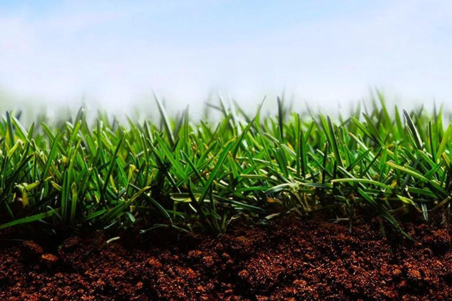 Types of Fescue Grass