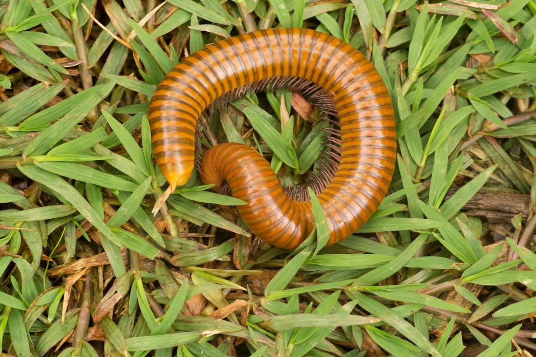 how to overseed centipede grass