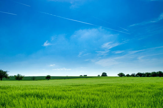 how to apply pre emergent in spring 