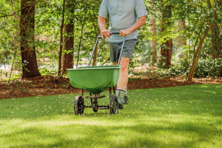 How To Plant Grass Seed On Existing Lawn