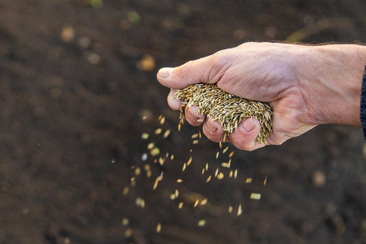 seeding zoysia grass