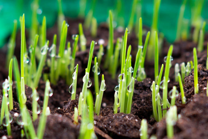 what is grass seed 1