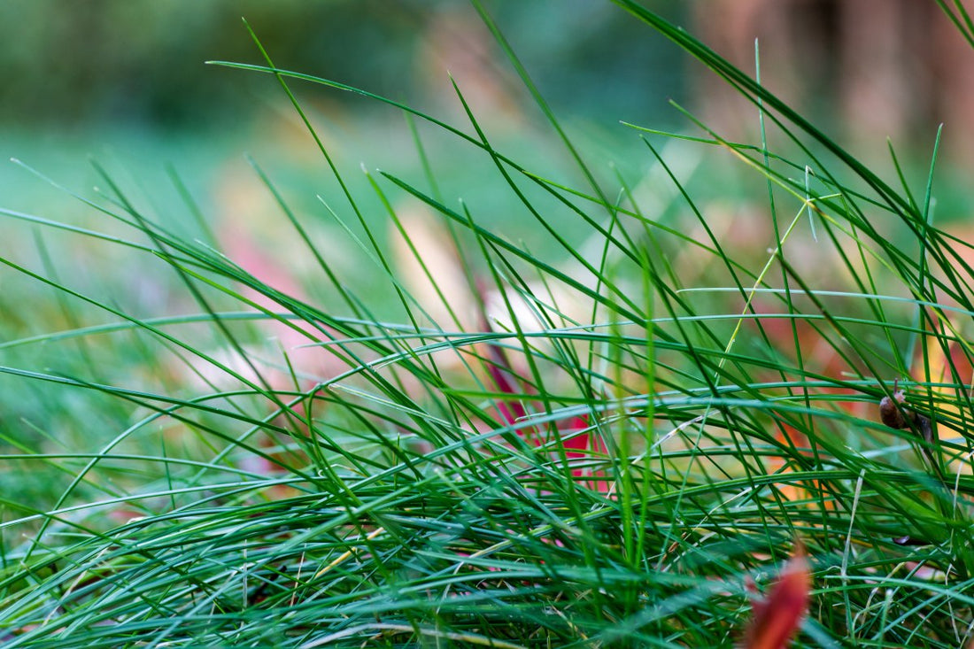 does tall fescue grass spread