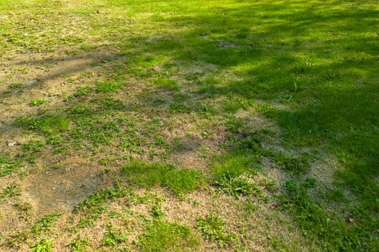 seeding bare spots in lawn