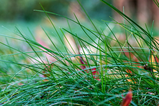 does tall fescue grass spread