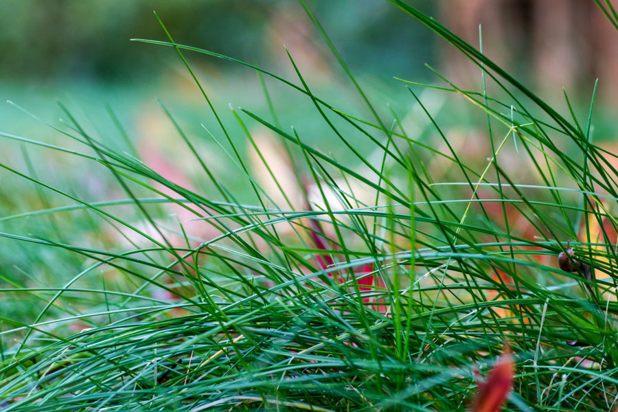Does Fescue Grass Spread