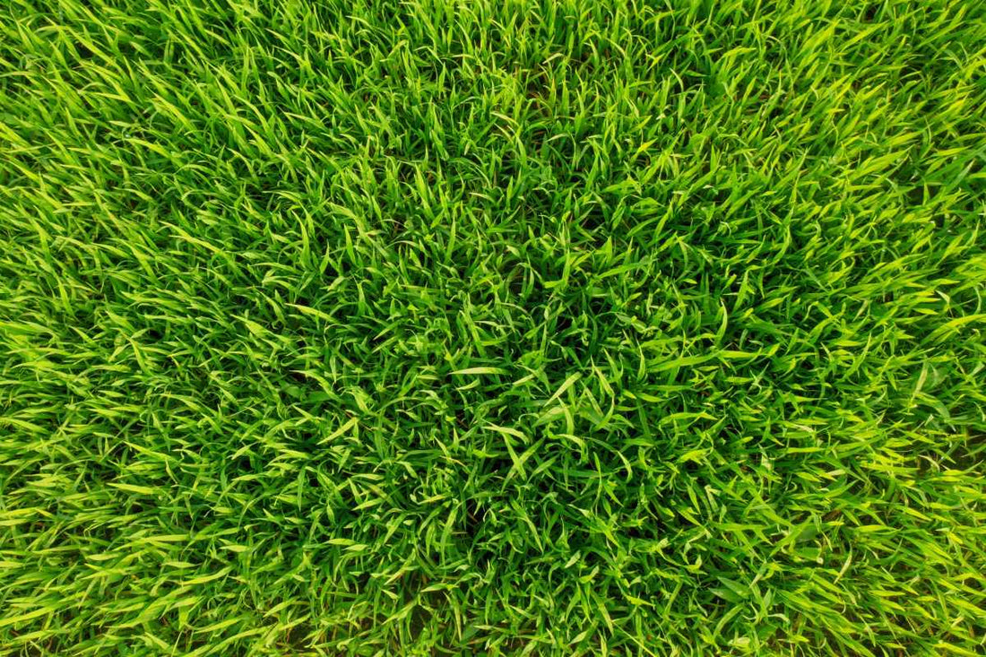 how to seed bermuda grass