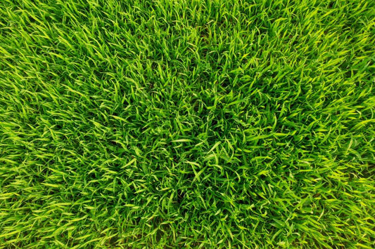 how to seed bermuda grass