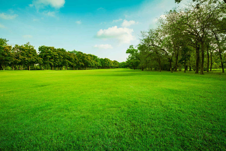 Best Grass to Mix with Tall Fescue