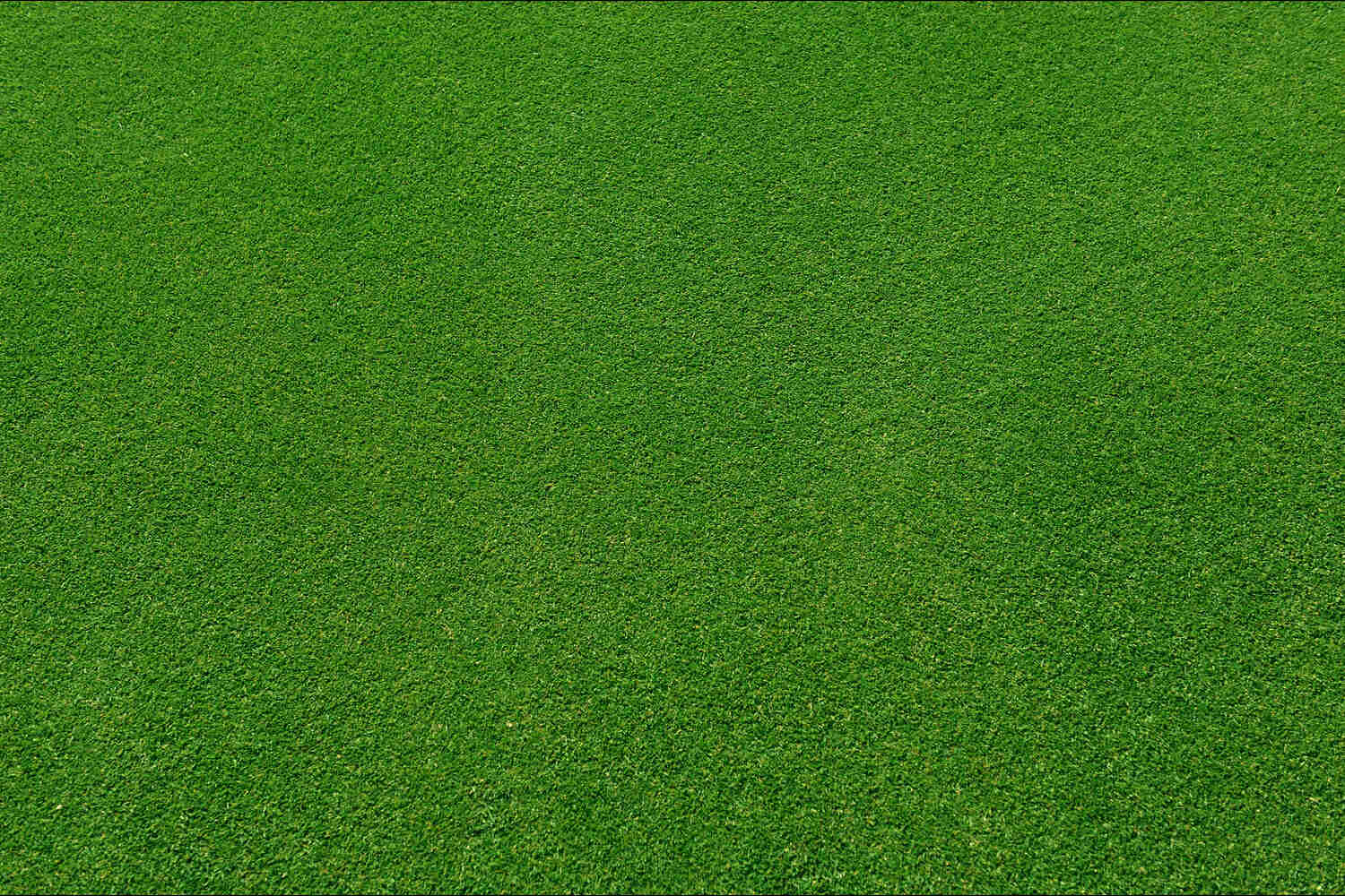 when to apply pre emergent