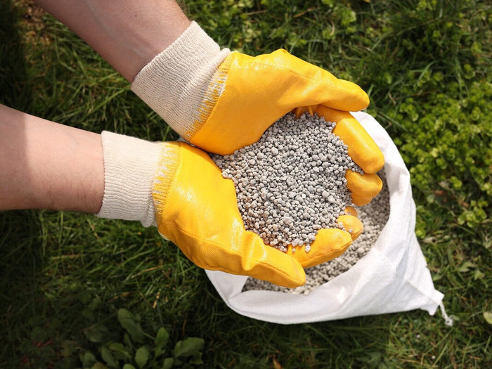 gardener grabbing a handful of the best starter fertilizer for bermuda grass seed from a bag