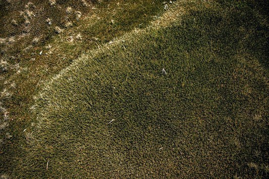 Close-up of textured green and brown lawn grass with natural patterns and contrasts.