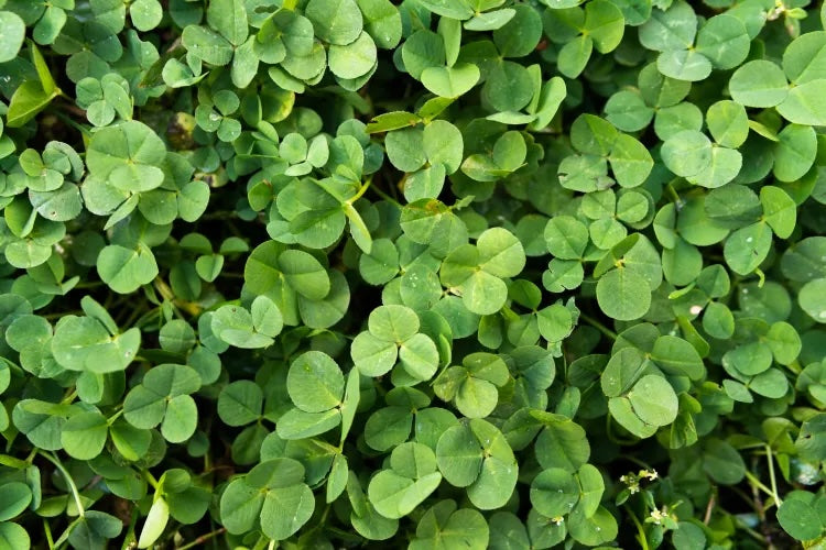 how to get rid of clover in lawn