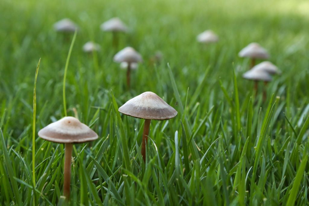 How To Get Rid Of Mushrooms In Yard | How To Kill Mushrooms In Yard