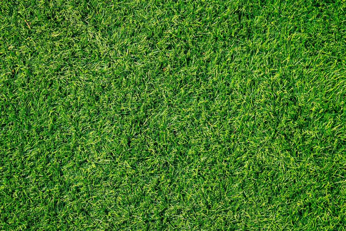 how long does turf last