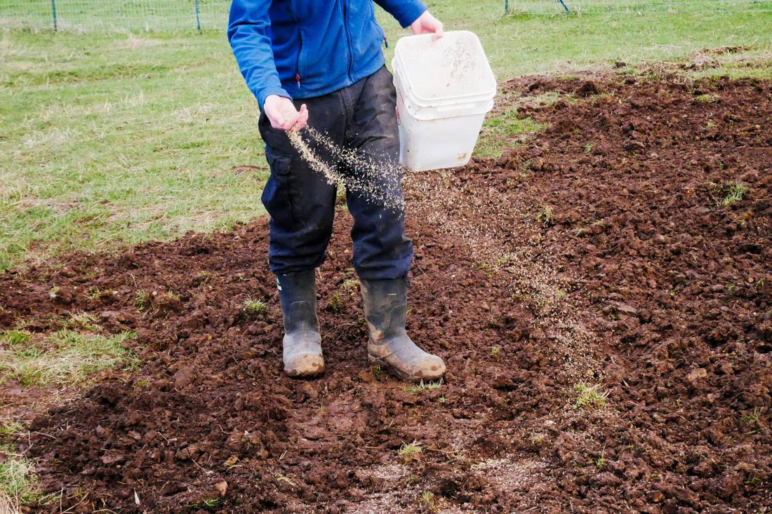 how to prepare soil for grass seed
