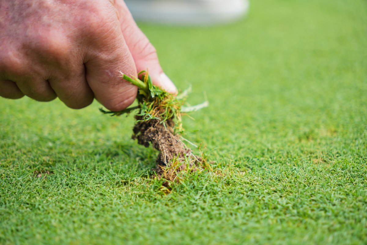 How To Remove Old Grass And Lay New Turf