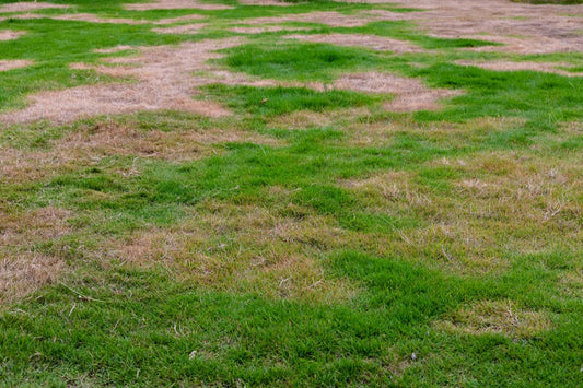 how to reseed lawn
