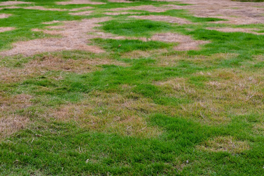 how to reseed lawn