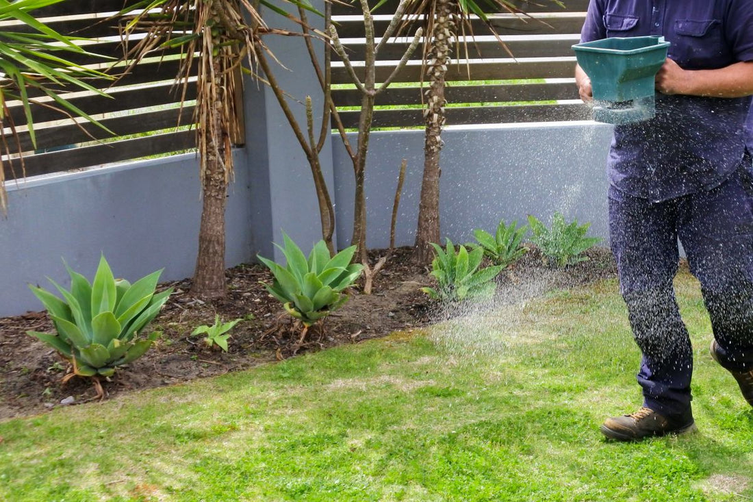 how to spread grass seed with a spreader