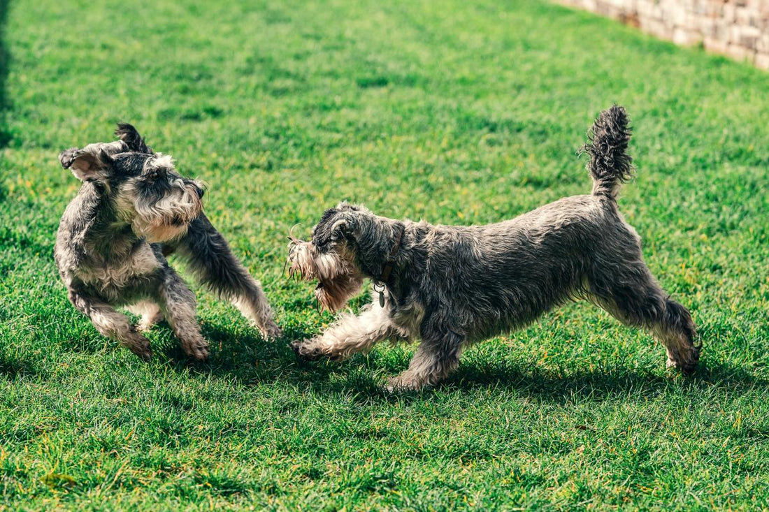 is pre emergent safe for dogs