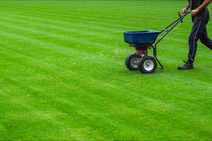 Is Weed and Feed a Pre Emergent?