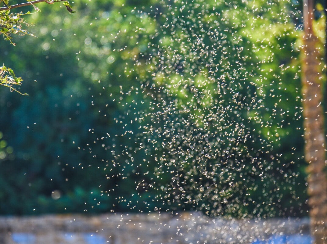 mosquito swarm in garden before learning how to get rid of mosquitoes in a backyard
