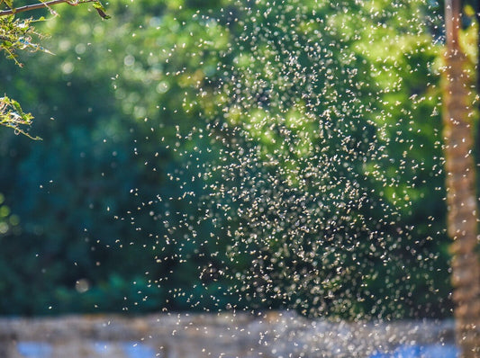 mosquito swarm in garden before learning how to get rid of mosquitoes in a backyard