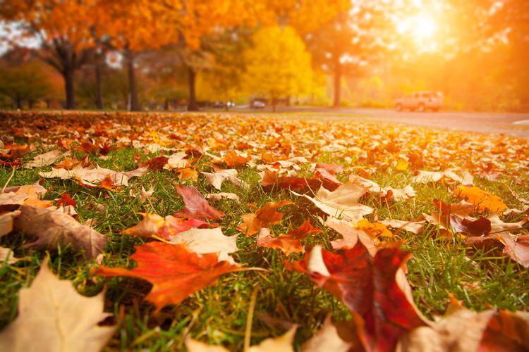 lawn with leaves - winterizer fertilizer