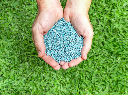 person holding a handful of the best nitrogen fertilizer for bermuda grass above their lawn