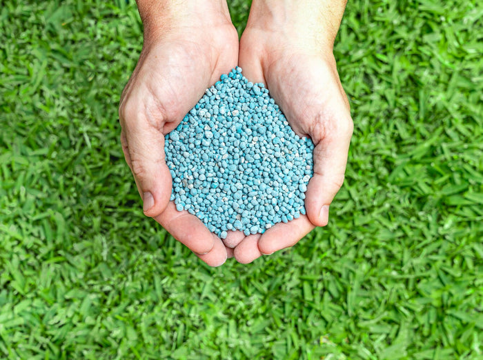 person holding a handful of the best nitrogen fertilizer for bermuda grass above their lawn