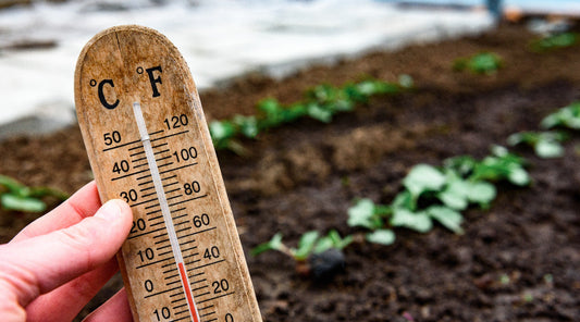 soil temp for pre emergent