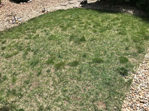 Thinning lawn