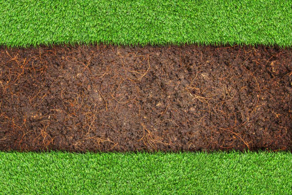turf vs lawn