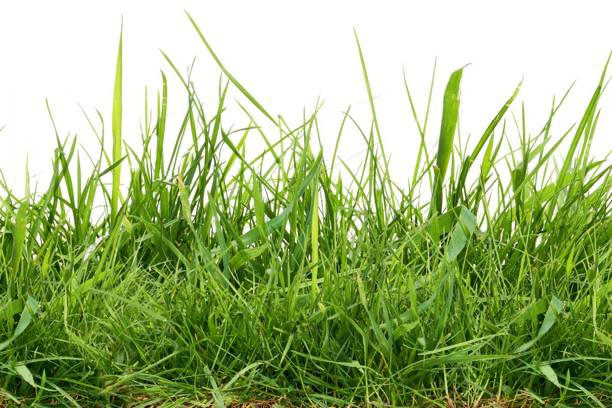 types of turf