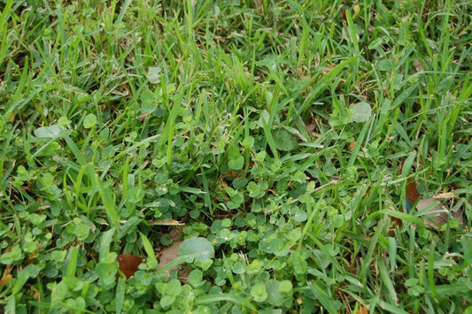 Best Weed and Feed for St Augustine Grass