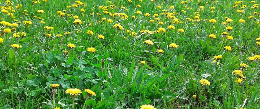 weeds in lawn