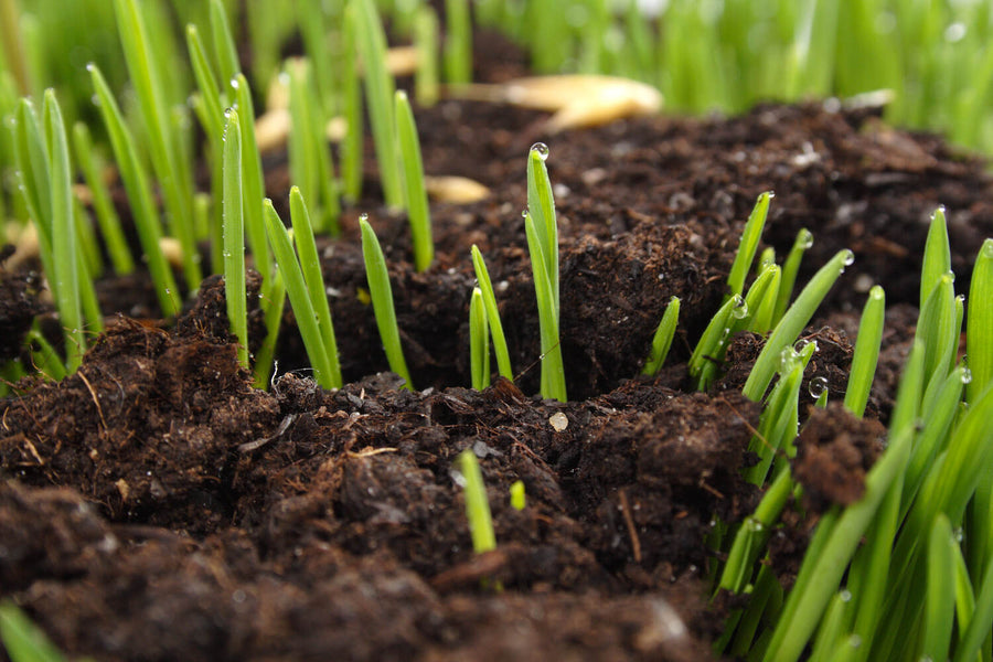 What Does Fertilizer Do for Grass