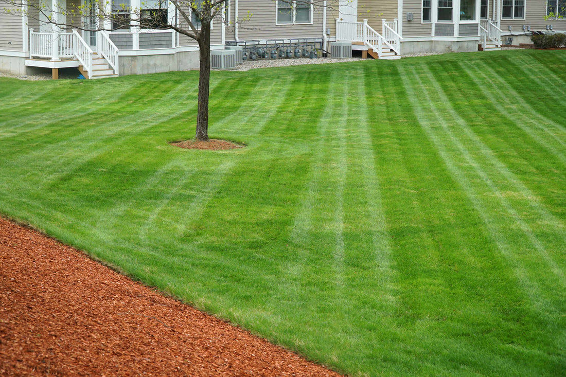 what is pre emergent for lawns