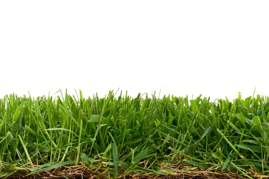 what is turf grass